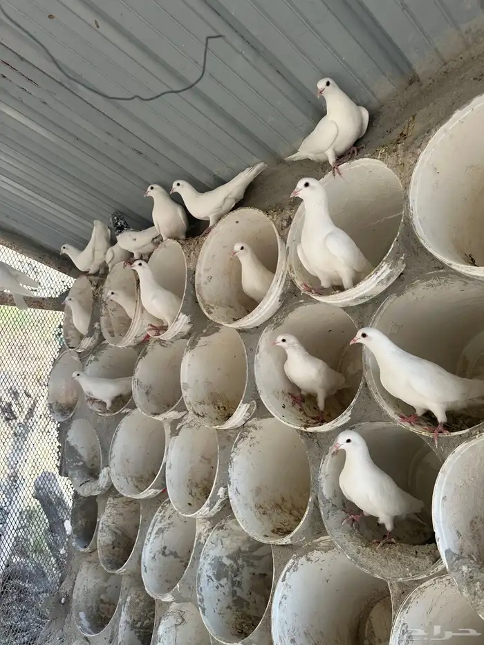 حمام فرنسي لاحم سوبرجامبو للبيع 1