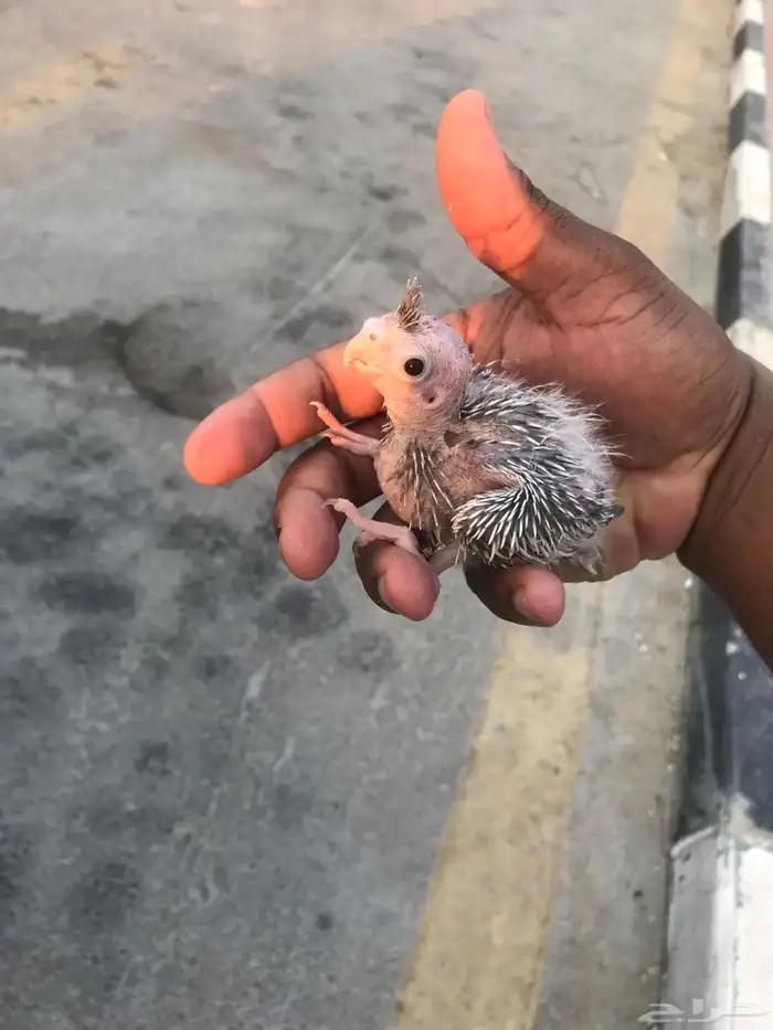 لبيع فروخ كروان غر هولندي 0