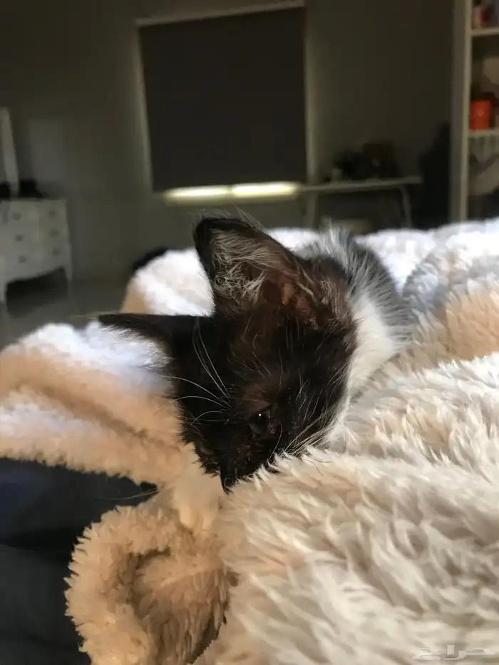 كتن تكسيدو للتبني 4