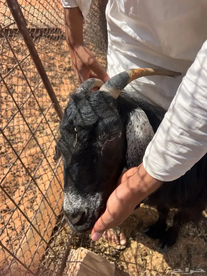 معزا دفيع شرط سونار 14