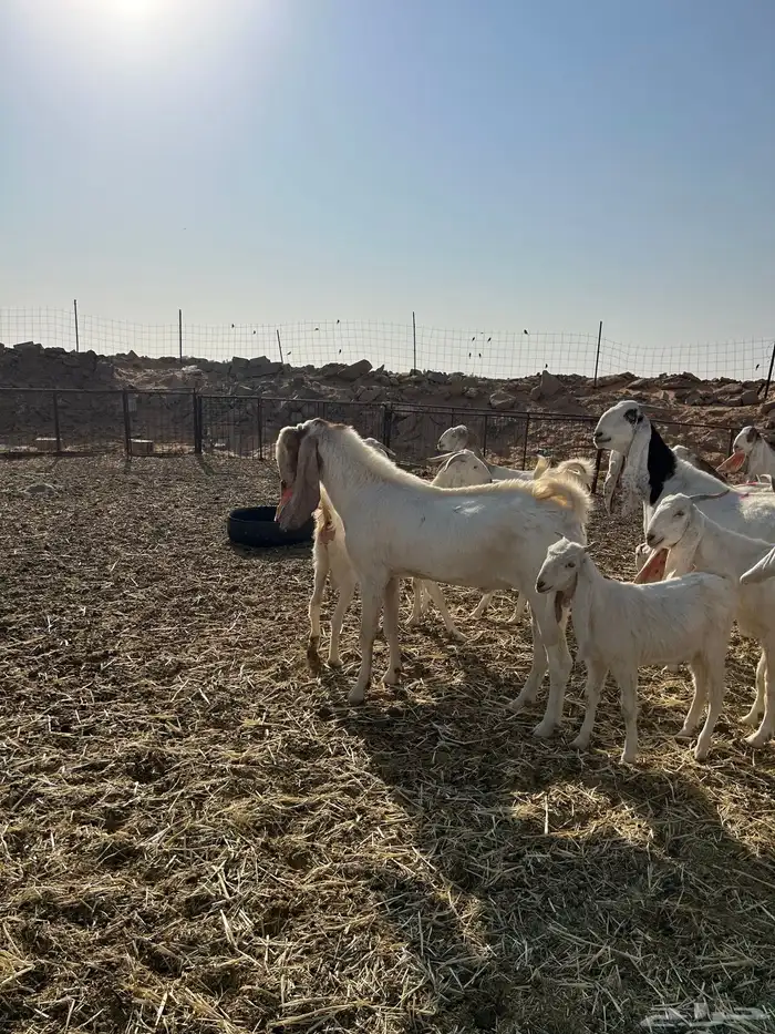 معزاء هولندية 13