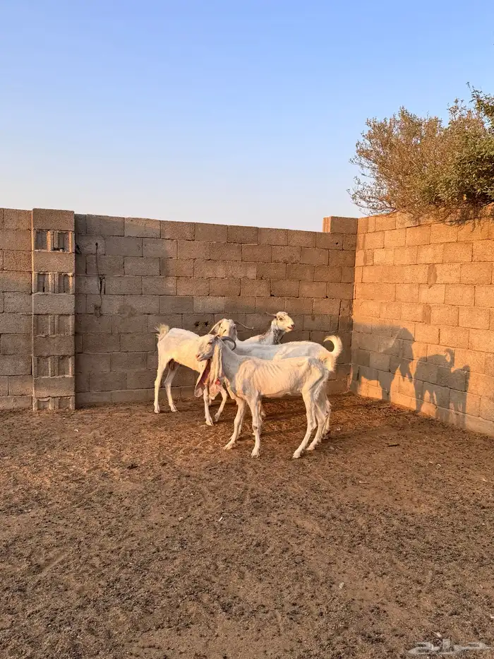 للبيع معزاء اشباب دفيع 2