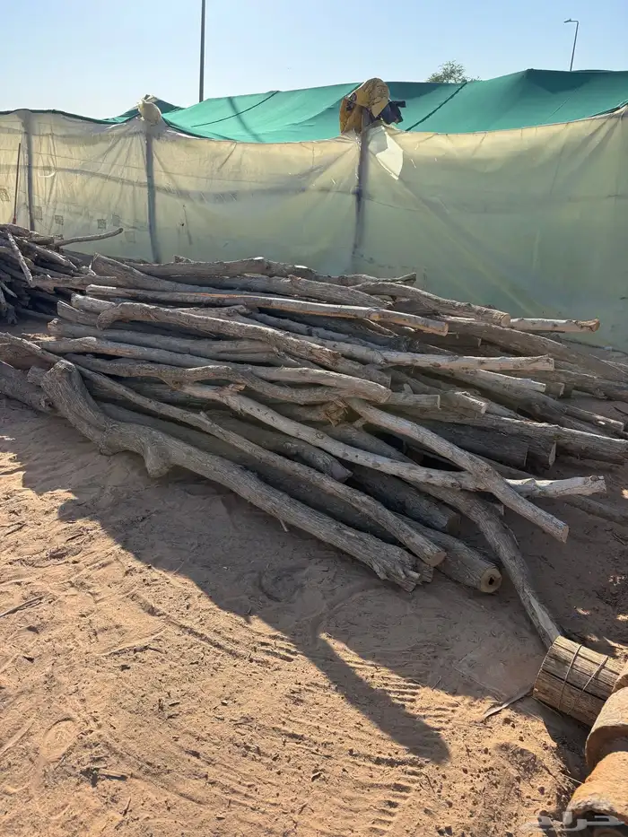 عمدان خشب كرفس 4