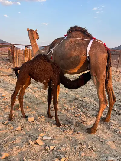 بكره حمرا ساحليه تملى السطل ب 12500 يبلاش index