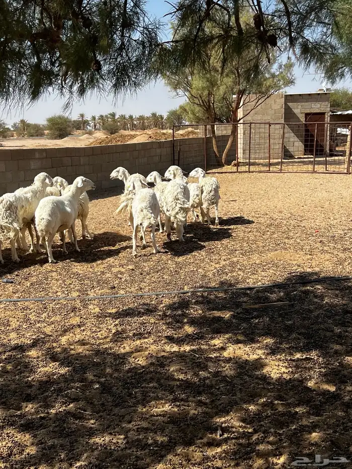 حلال حري للبيع 3