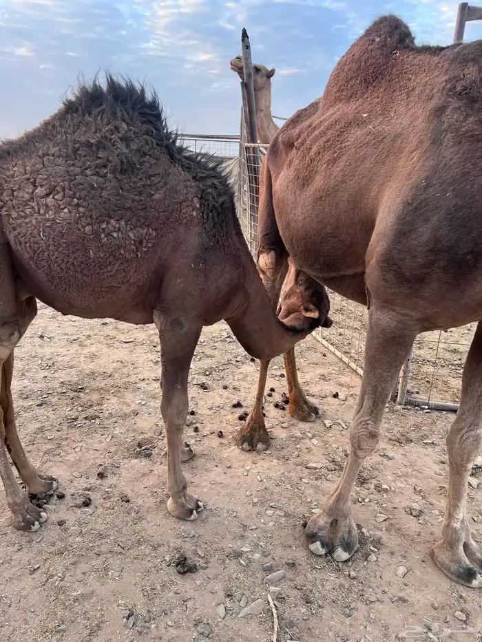 قعود وبكره ع الحليب شرط 3