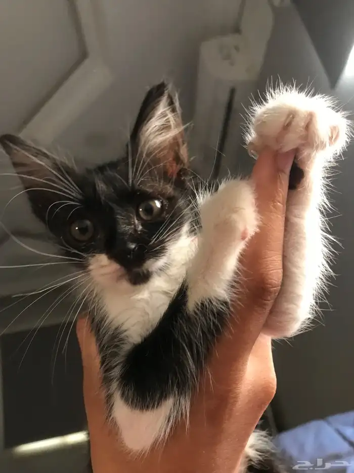 كتن تكسيدو للتبني 0