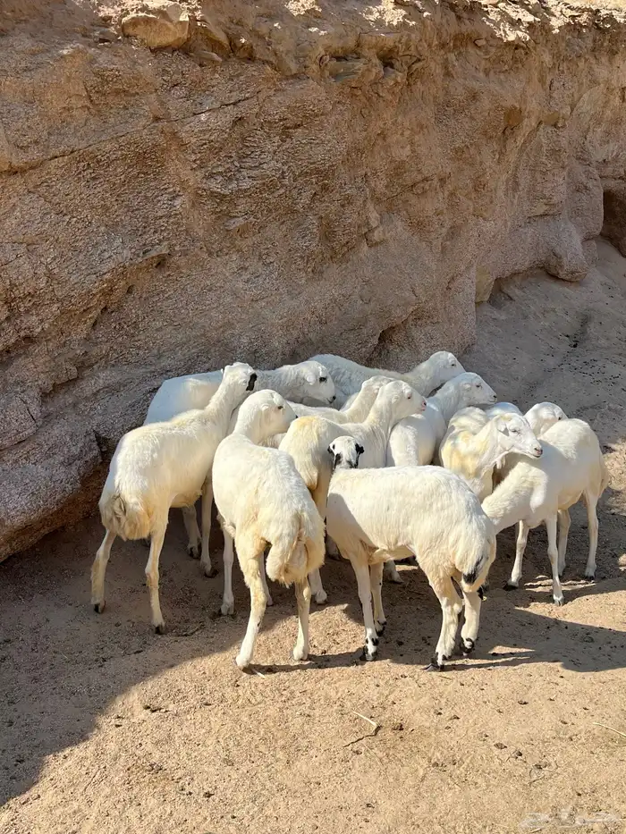 رخال رفيديات للبيع 4