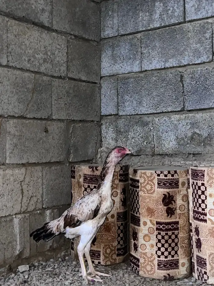 دجاجة شامو ياباني 3