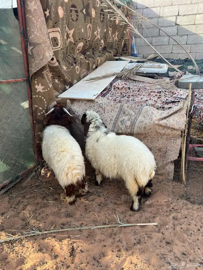 تيس وخروف ورخله اعمارهن فوق خمس شهور طيبات 2