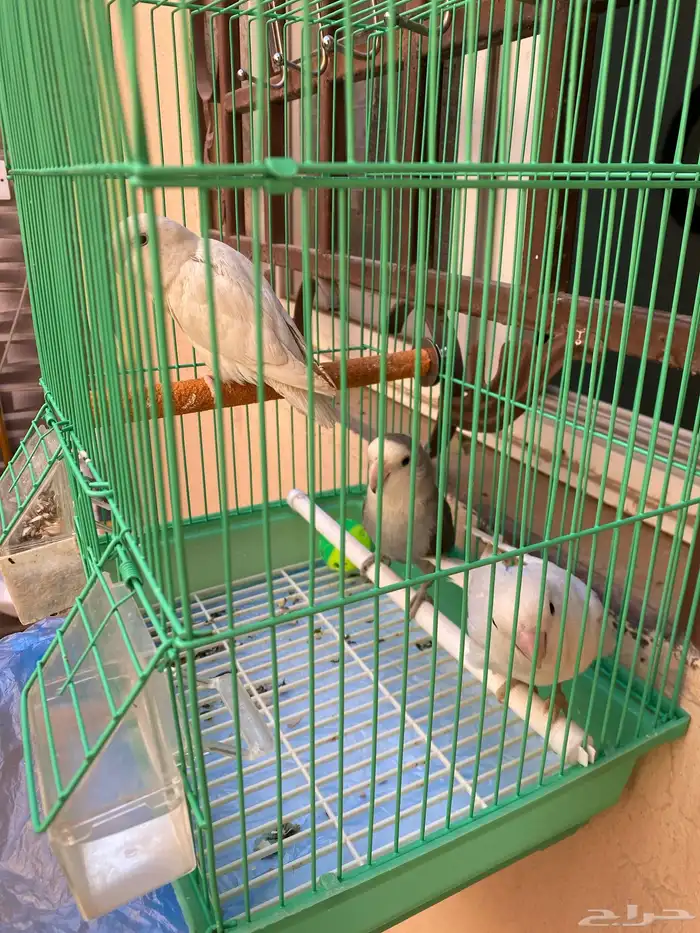 طيور ببغاء روز 0