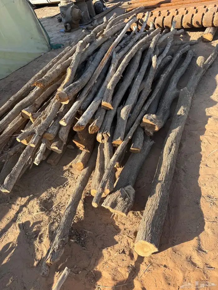 عمدان خشب كرفس 2