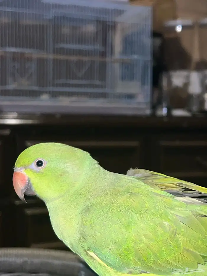 للبيع درة ببغاء الدرة 8