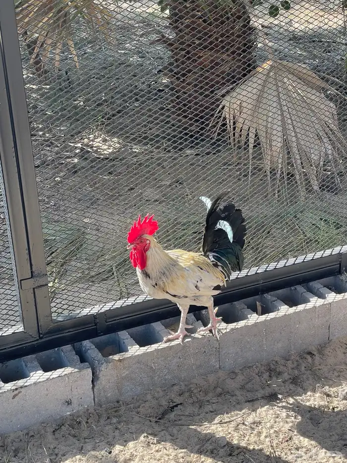 ديك ديكة فيومي العدد 2 الحبة 30 ريال 2