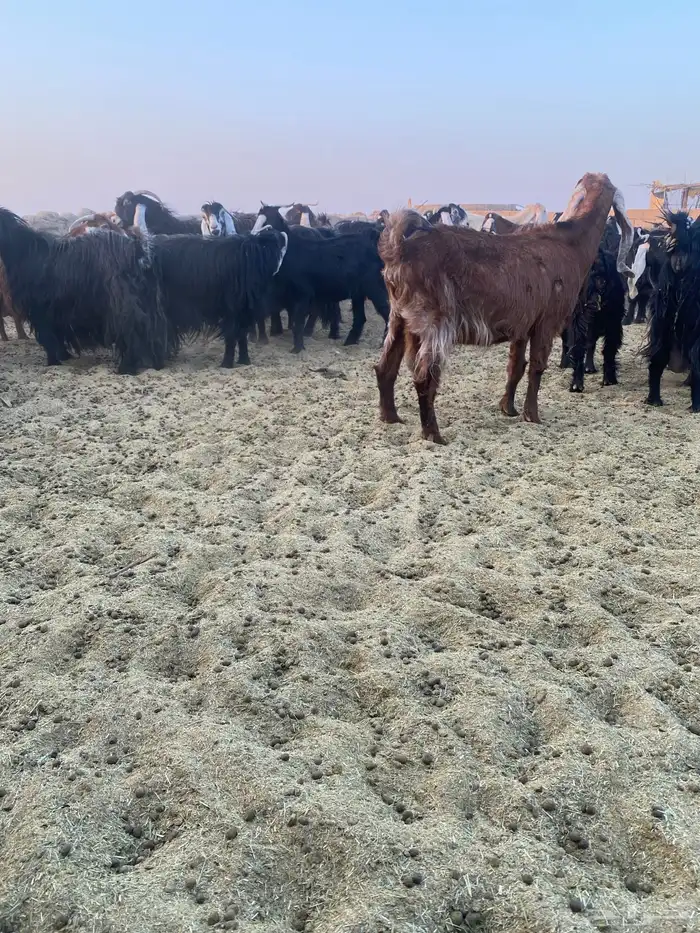 معزاء عوراض 0