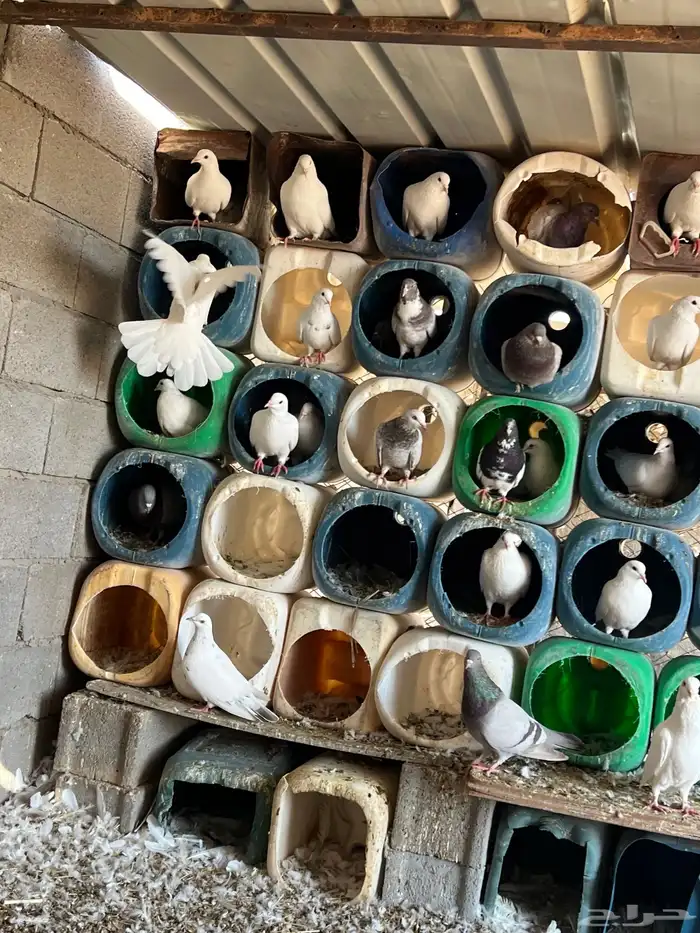 للبيع حمام فرنسي شرط الانتاج 2