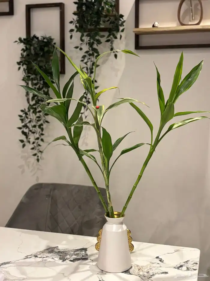 مزهرية نبات البامبو 4