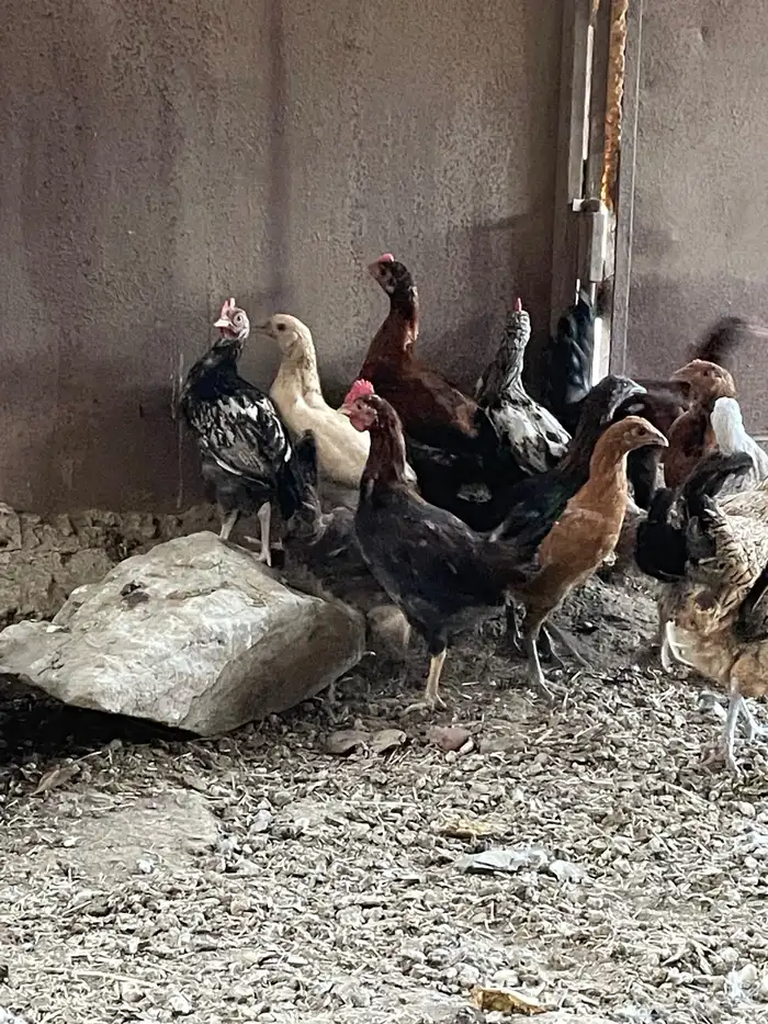 دجاج بلدي 11 حبه 2