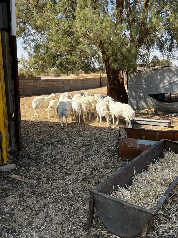 حلال حري للبيع 1