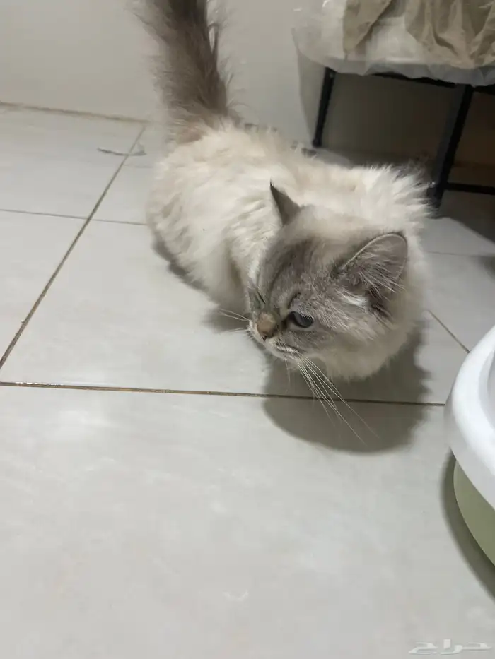 قطوه للتبني طالبه تزاوج 0