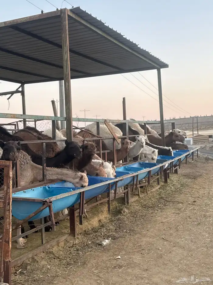 لباني مشروط عمره (4) والطعم حلو وتحدي مضمونا ف الصحن 1