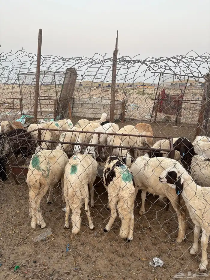 سواكني للبيع جمله أو تفريد 0