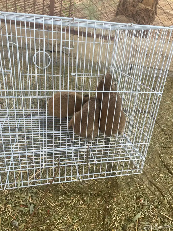 جنوبيه للبيع و ب ر 2