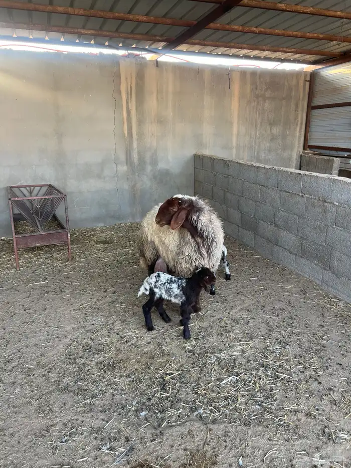 رغوث وراها توم رخل وخروف شرط سن وديد 4