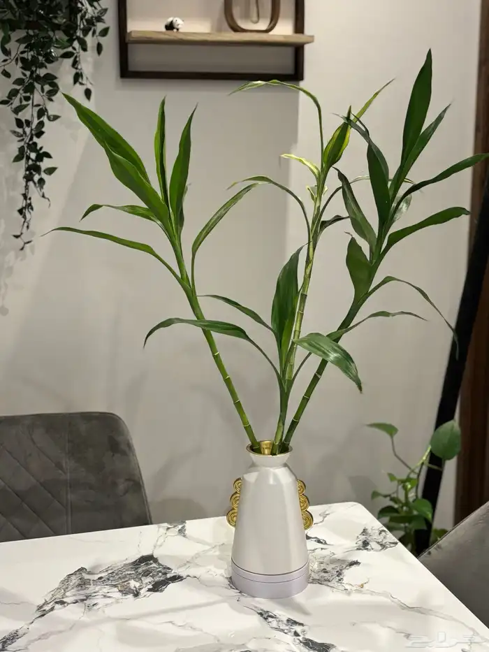 مزهرية نبات البامبو 0