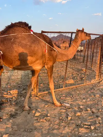 بكره حمرا ساحليه تملى السطل ب 12500 يبلاش index