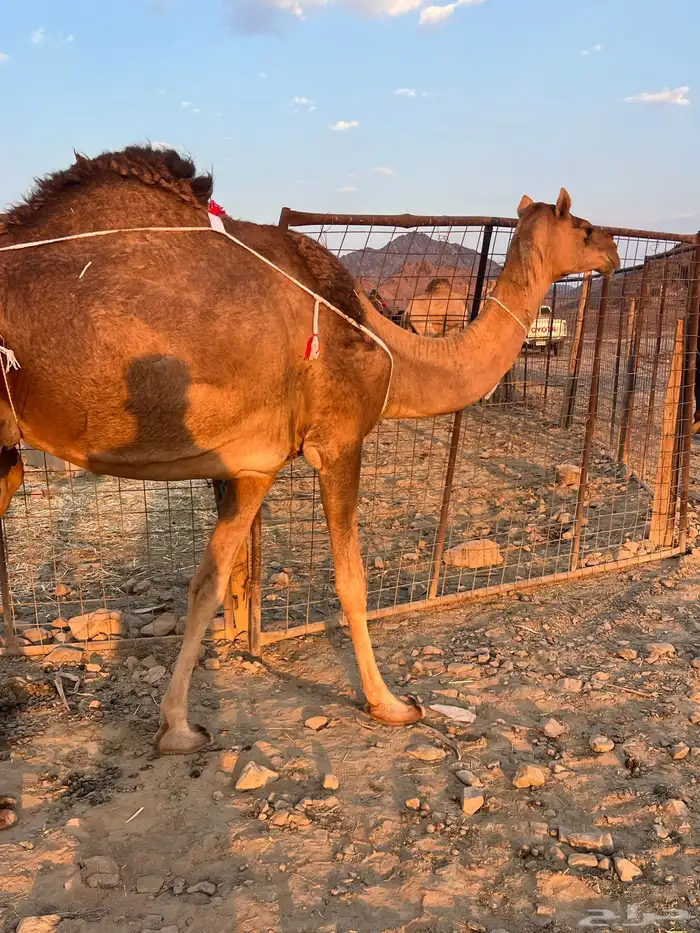 بكره حمرا ساحليه تملى السطل ب 12500 تم البيع 3