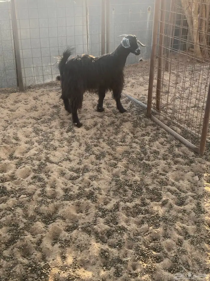 جفره مضرع لها شهر ونص 2