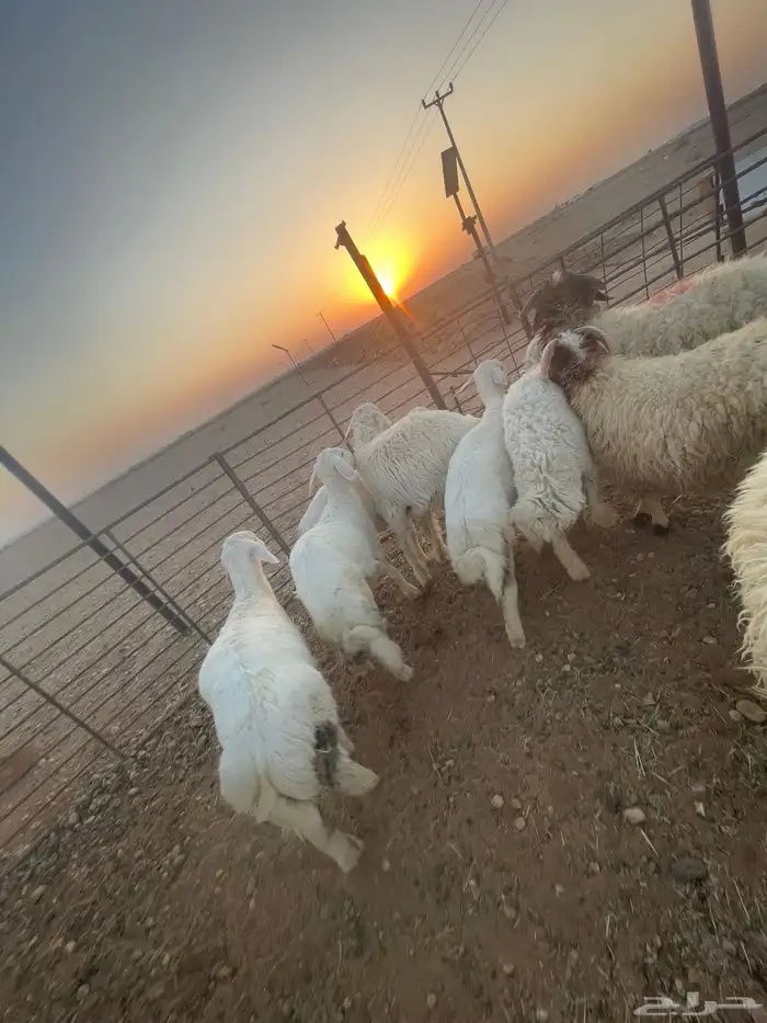 ذبايح طيبه نعيمي حري واسعار منافسه 6