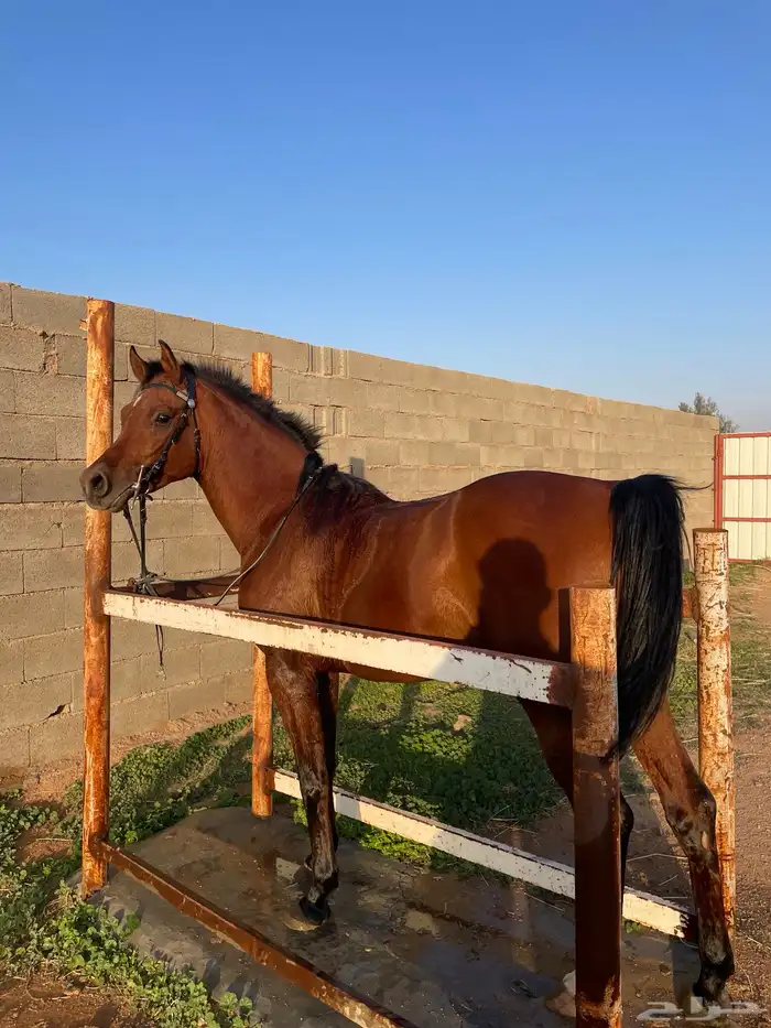 حصان فحل مربط للبيع 3