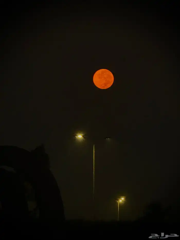 مطلوب دينا للبيع 0