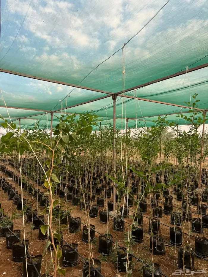 اشجار نيم وخبيز واكاسيا وسدر بلدي 4