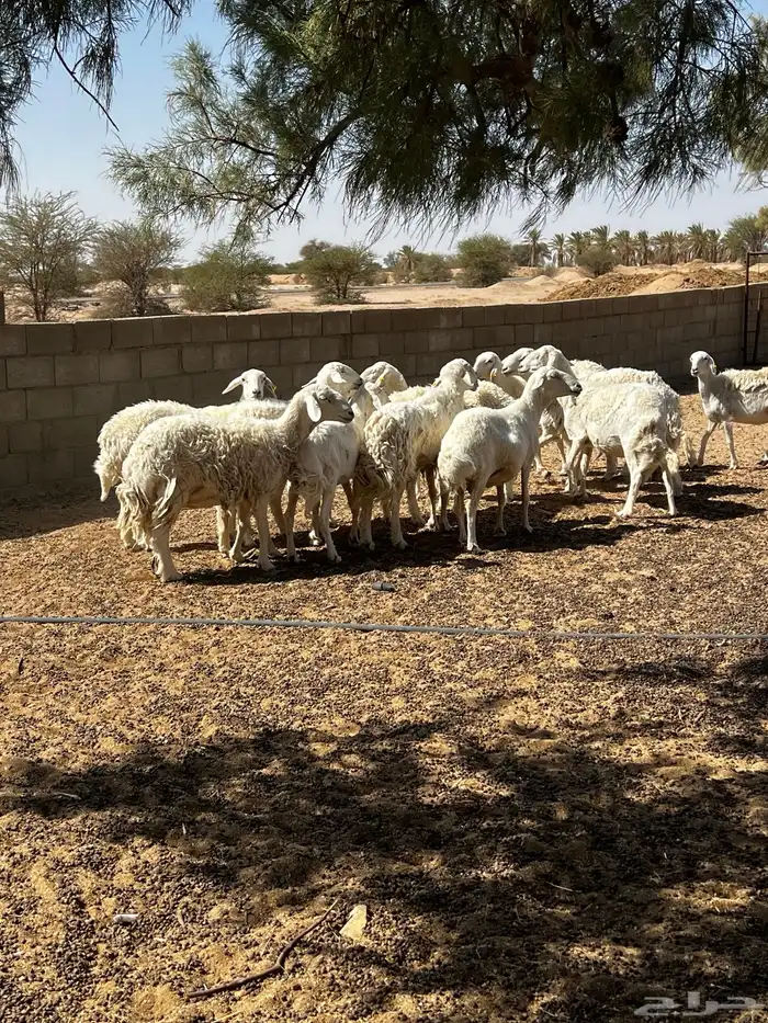 حلال حري للبيع 4