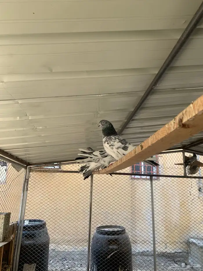 حمام باكستاني للبيع 5