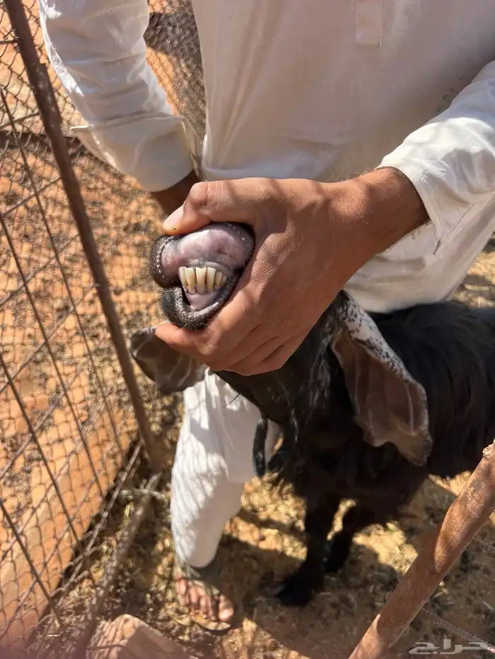 معزا دفيع شرط سونار 15