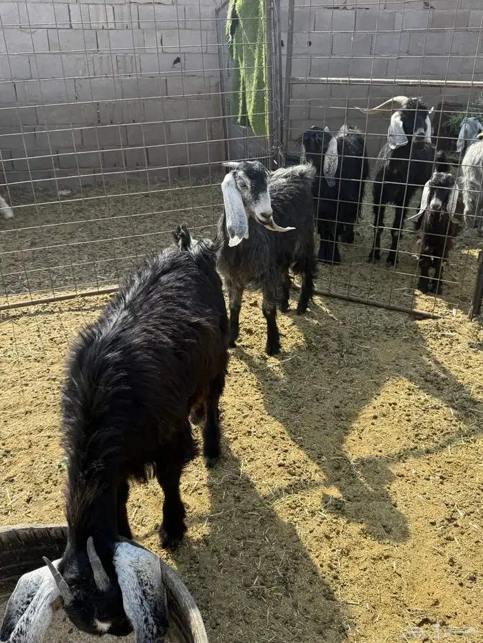 للبيع جفار ذبايح 11