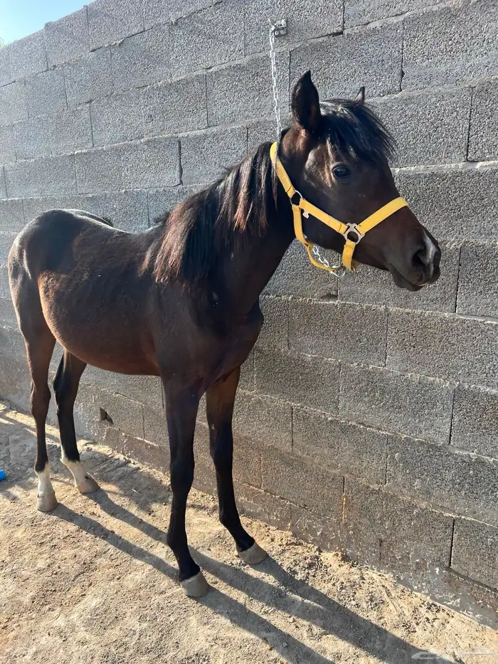 للبيع مهره شعبية 0