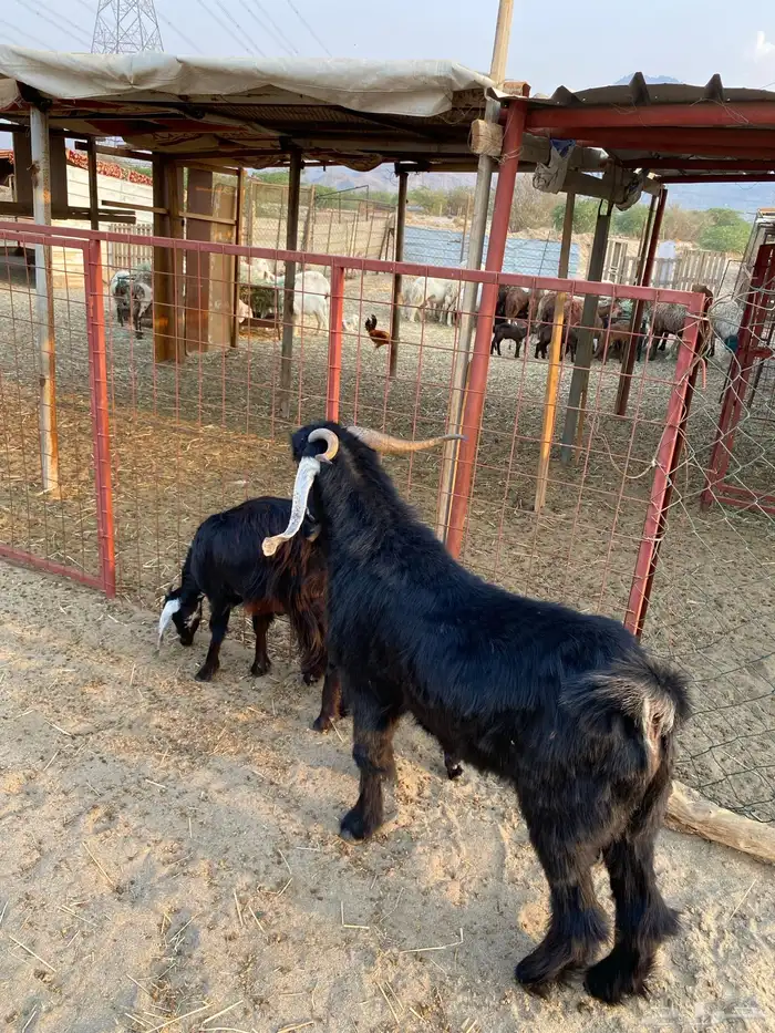 عنز جذعه تحتها تيس فحل عارضي 0