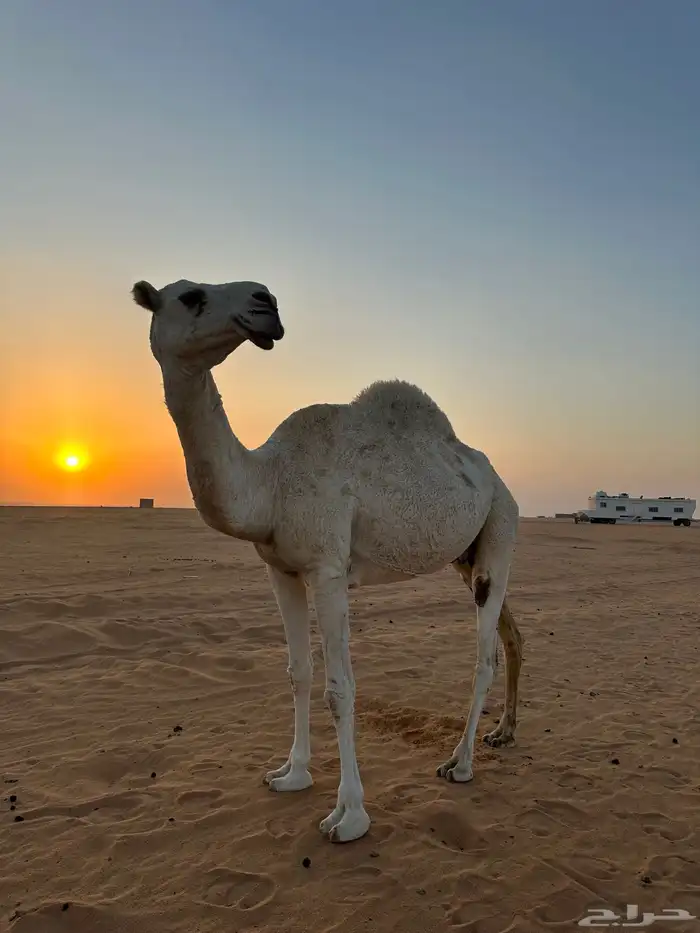 ناقة ضروبة وضحى للبيع 1