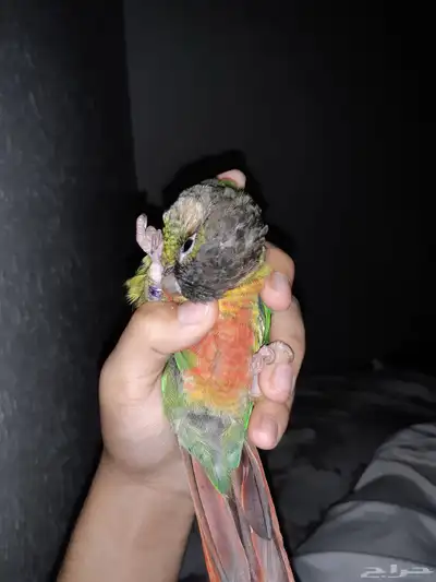 يا اخوان الى عنده ببغاء فرخ كنيور للتبني انا اخذها 0