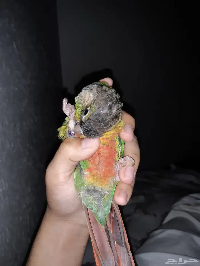 يا اخوان الى عنده ببغاء فرخ كنيور للتبني انا اخذها 0