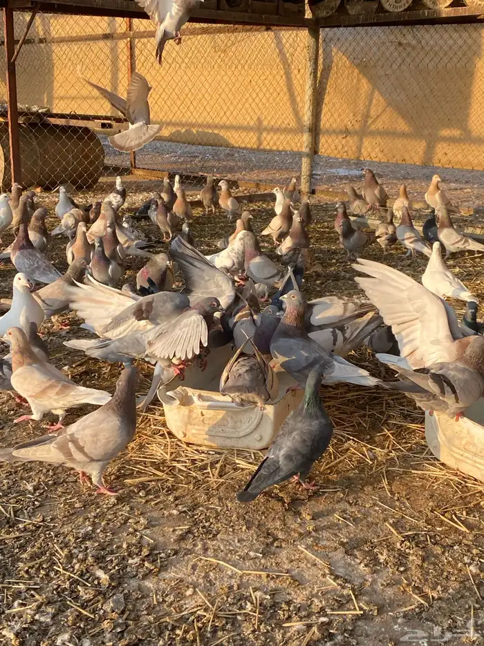 حمام للبيع فرنسي وباكستاني 0