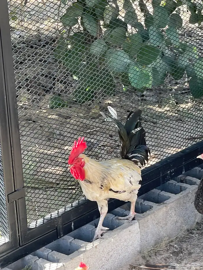 ديك ديكة فيومي العدد 2 الحبة 30 ريال 1