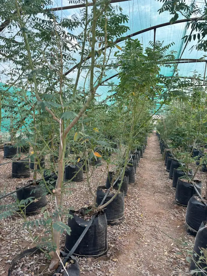 اشجار نيم وخبيز واكاسيا وسدر بلدي 10