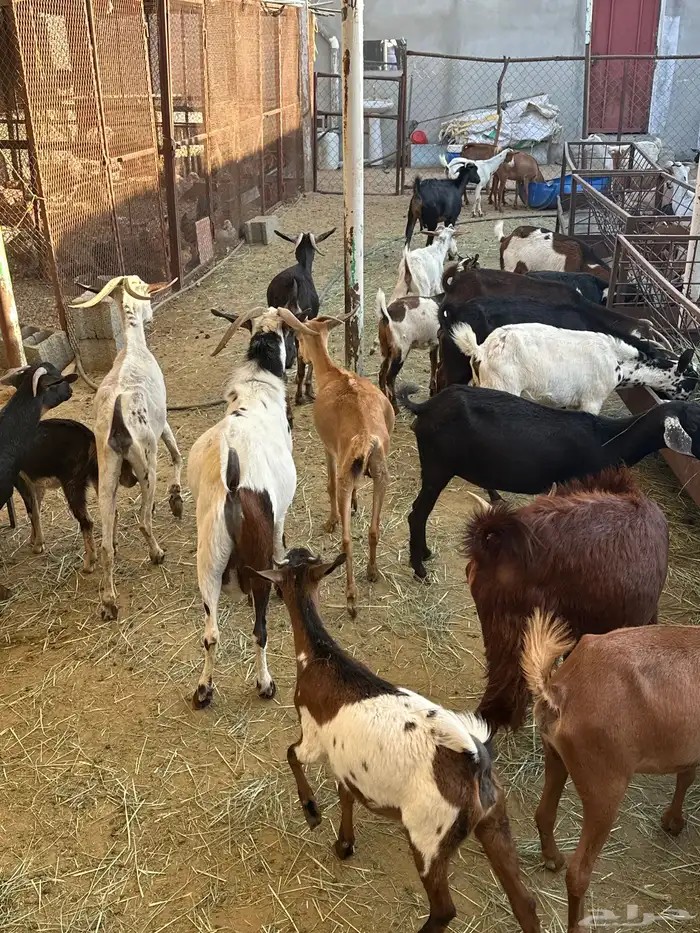 معزاء مشكلة بيشيات وجبلية 7