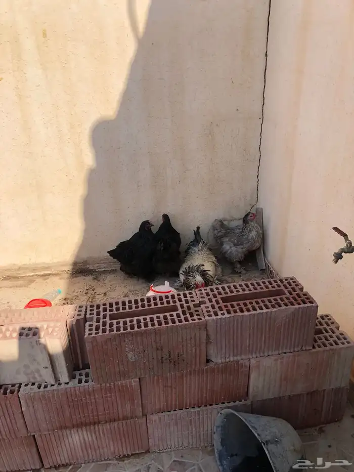 دجاج براهما للبيع طقم 4 1